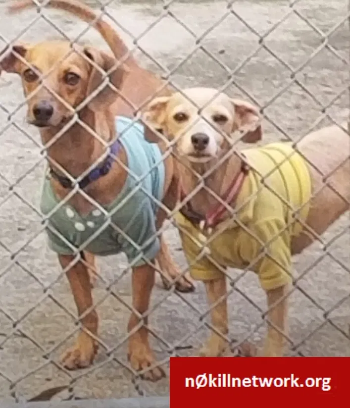 Lost dog in La Place, LA, 70068