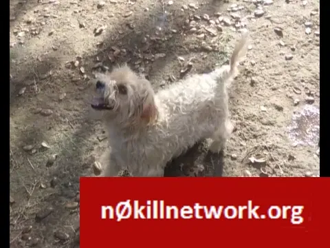 Lost dog in Galt, CA, 95632