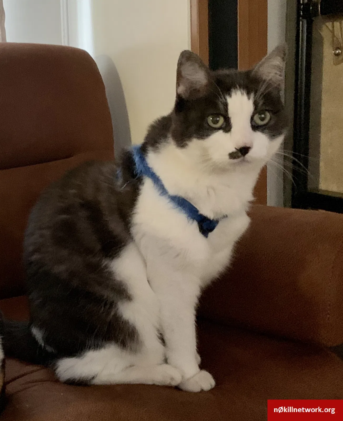 Lost cat in Cape Coral, FL, 33909