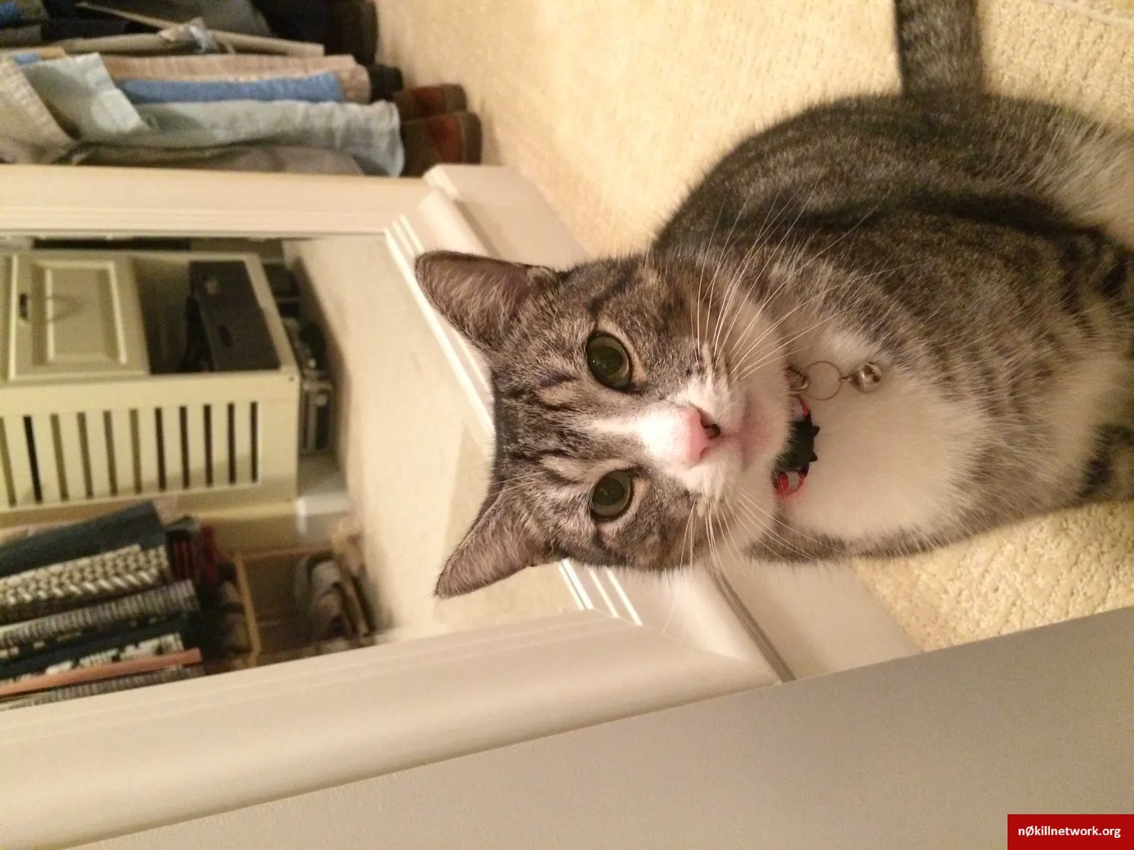 Lost cat in Bonaire, GA, 31005