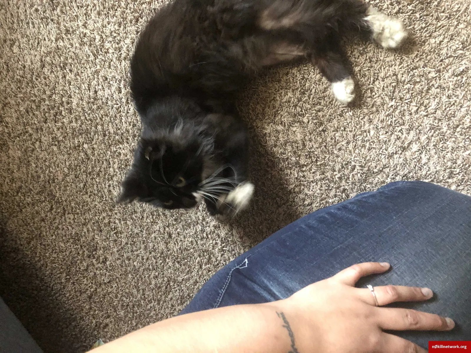 Lost cat in Canton, OH, 44714