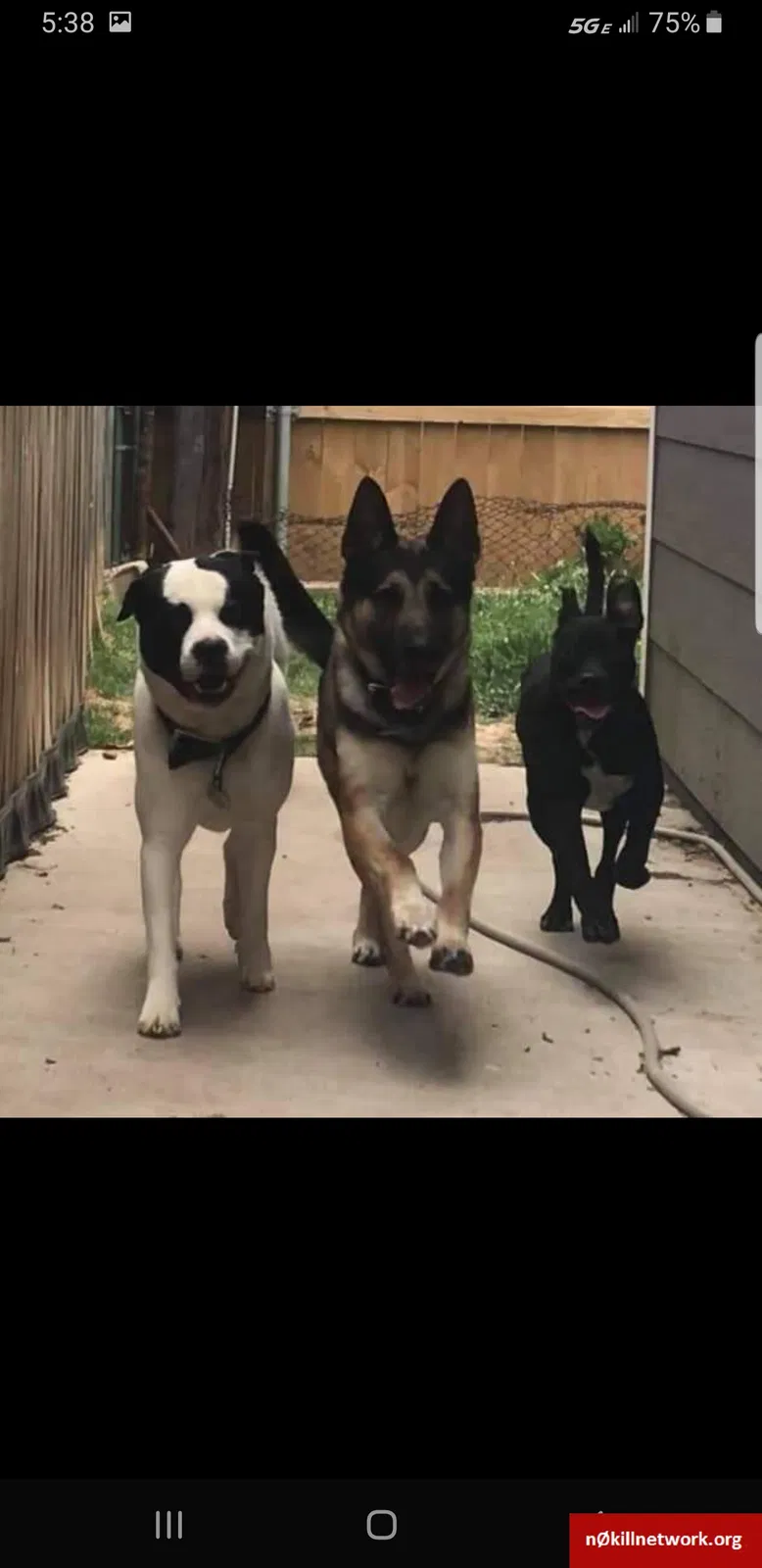 Lost dog in Wichita, KS, 67218