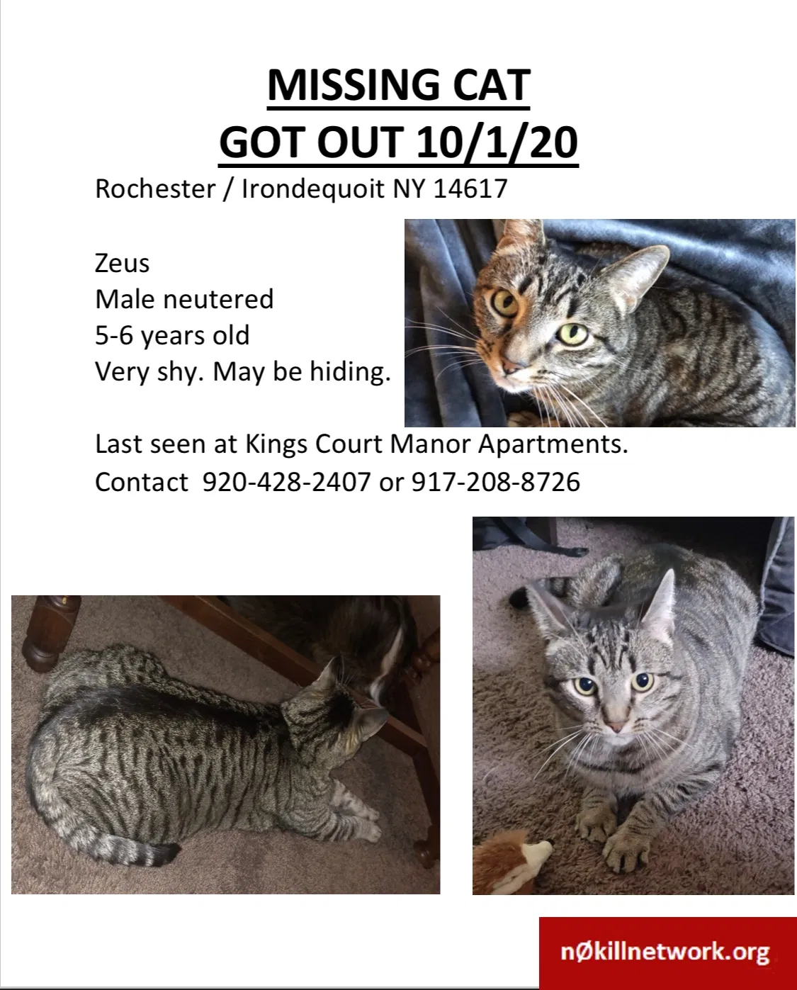 Lost cat in Rochester, NY, 14617