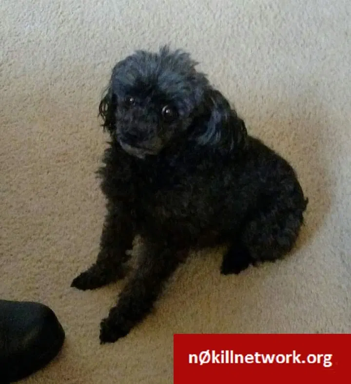Lost dog in Unknown, OH, 0