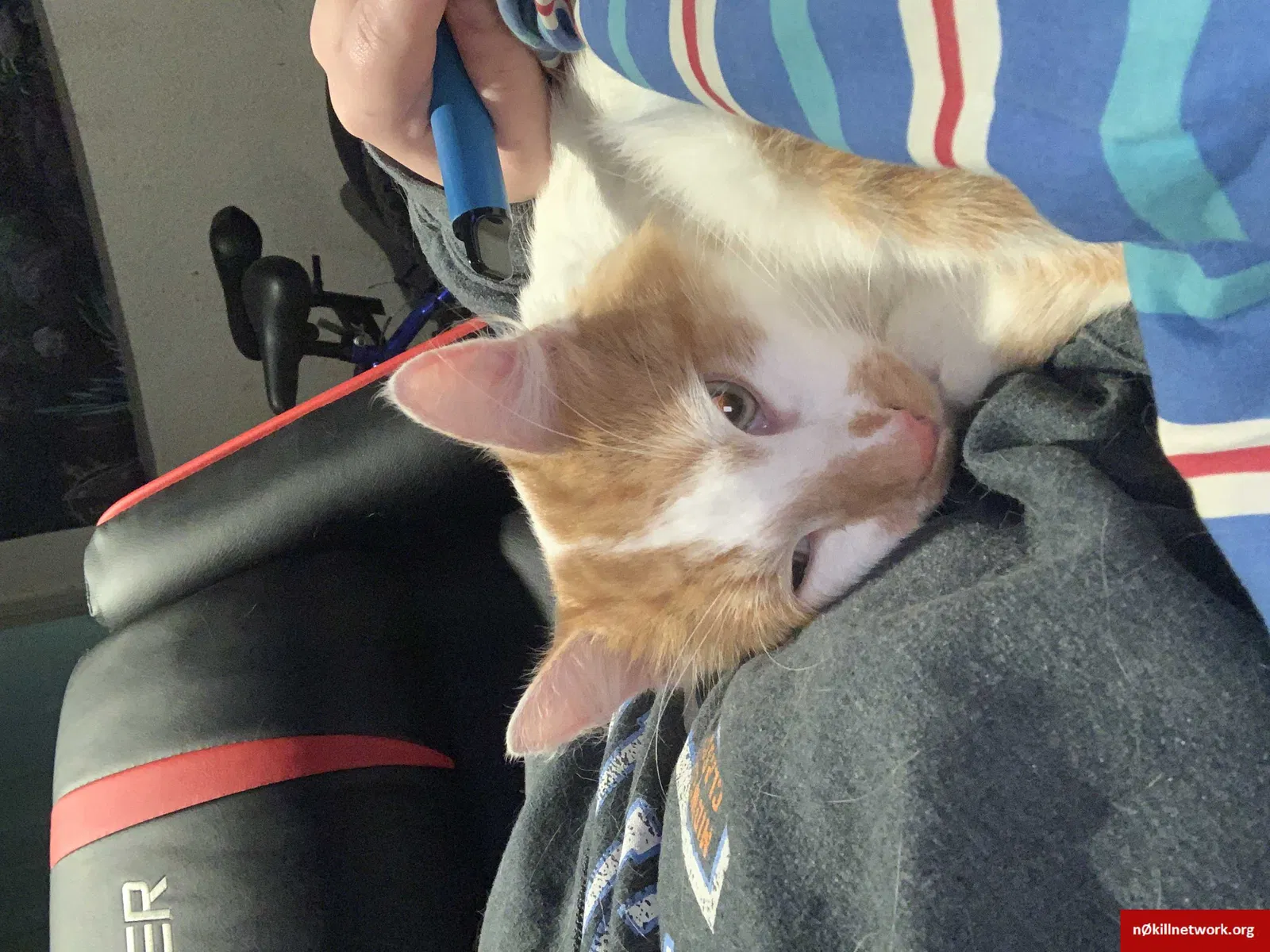 Lost cat in Cincinnati, OH, 45249