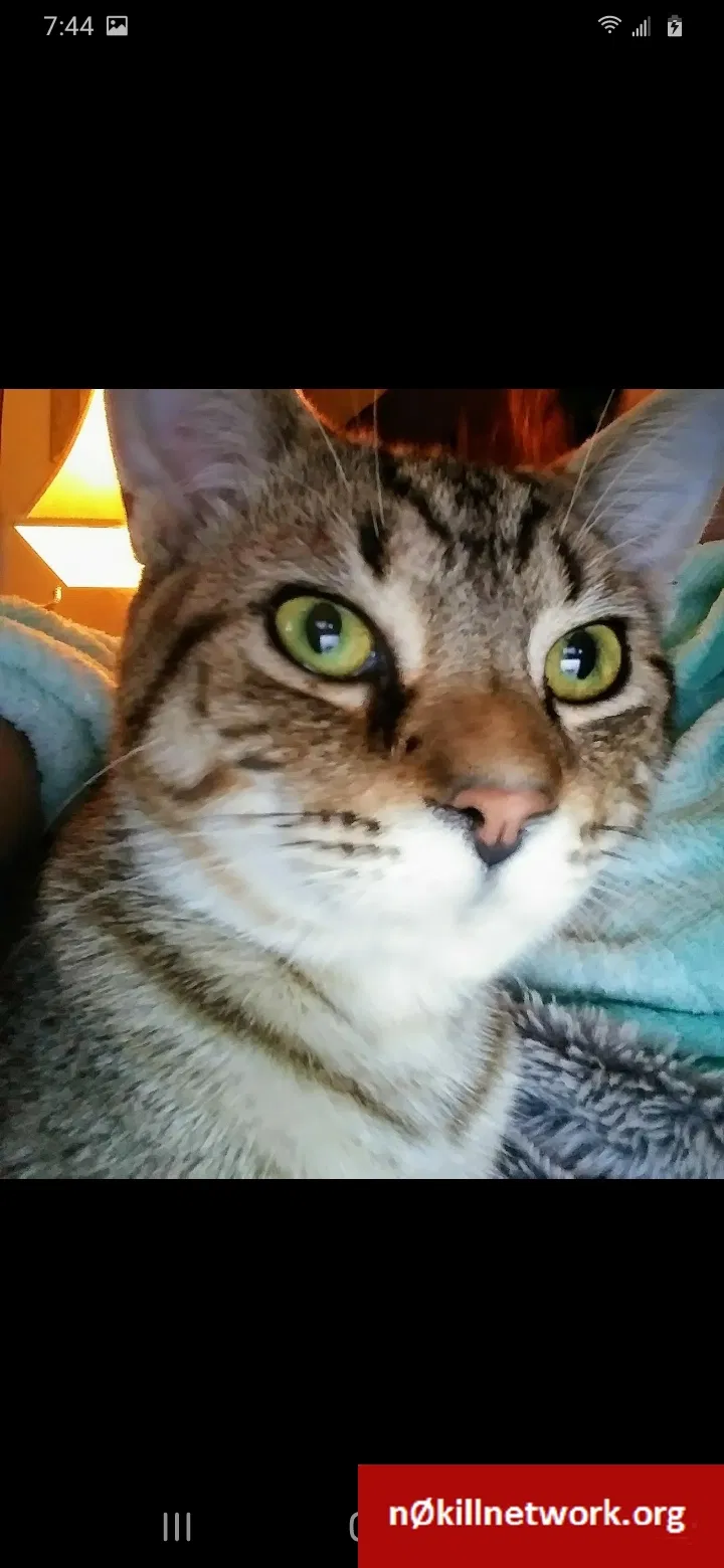 Lost cat in Wapakoneta, OH, 45895