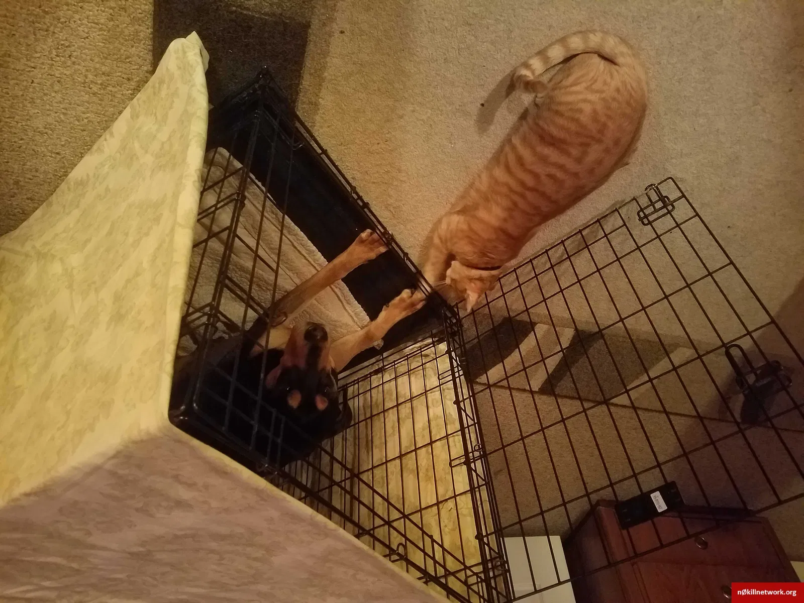 Lost cat in Pinckney, MI, 48169
