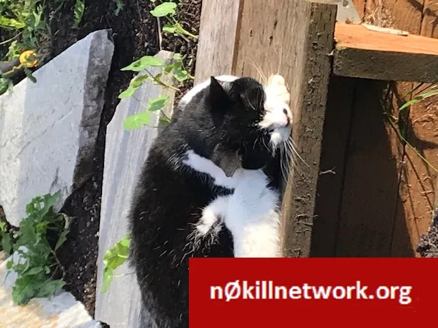 Lost cat in Mount Vernon, WA, 98273