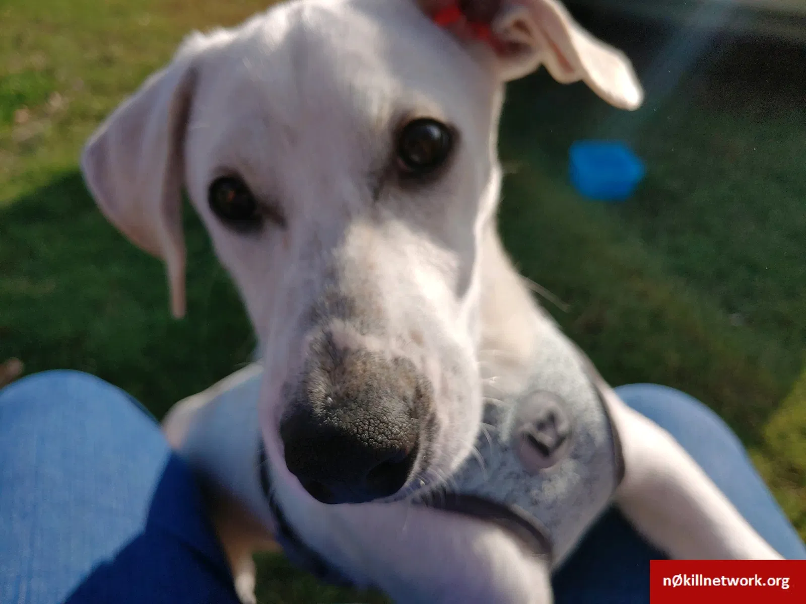 Lost dog in Washington, NC, 27889