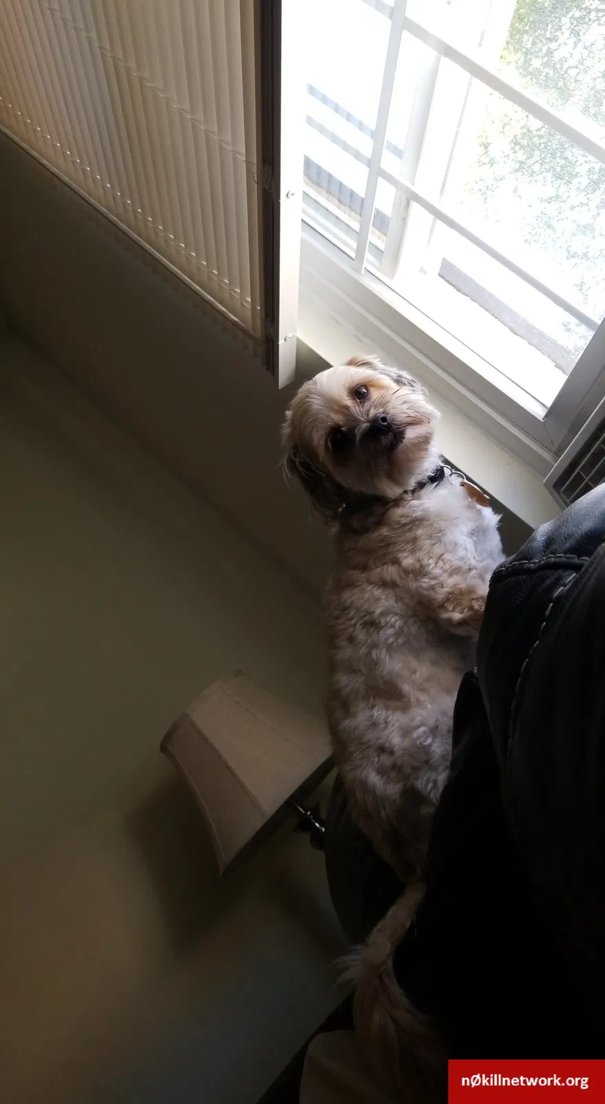 Lost dog in East Freedom, PA, 16637