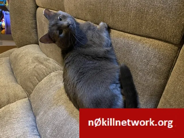Lost cat in Raleigh, NC, 27604