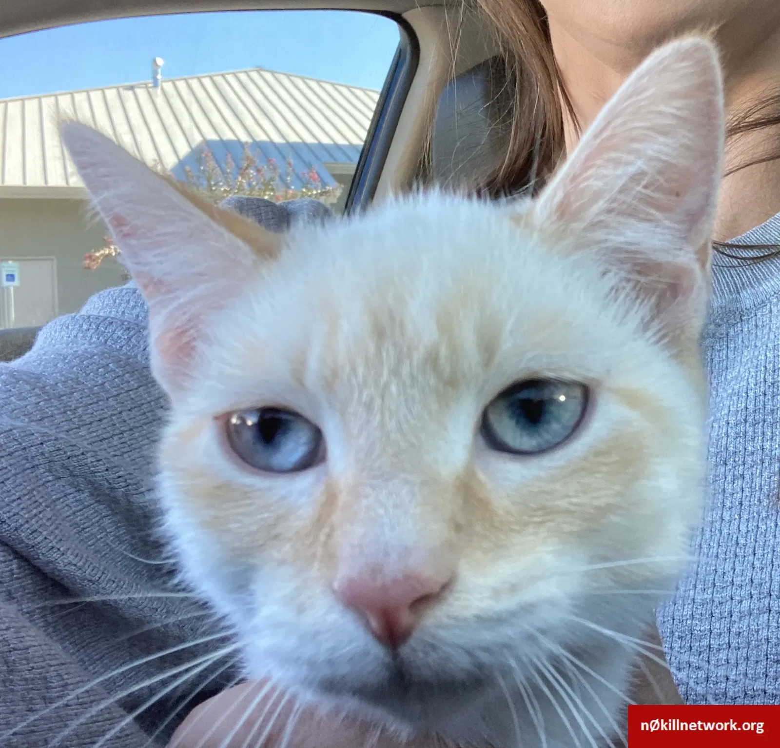 Found cat in Tulsa, OK, 74132