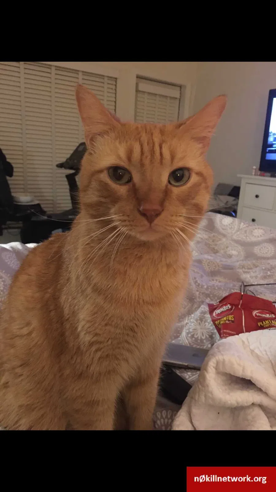Lost cat in Saint Augustine, FL, 32092