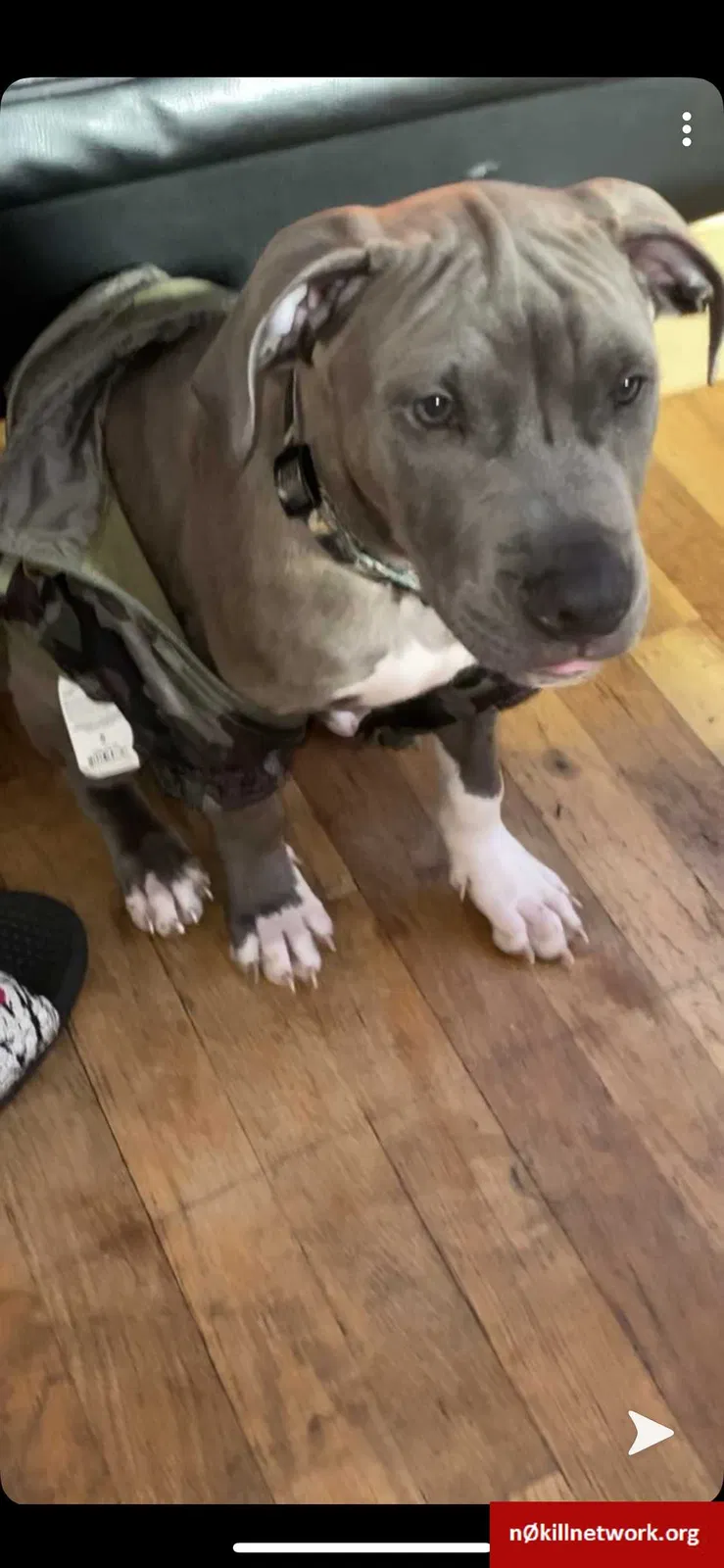 Lost dog in South Ozone Park, NY, 11420