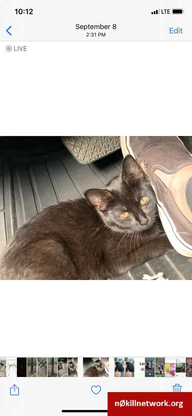 Lost cat in Whitehouse, OH, 43571