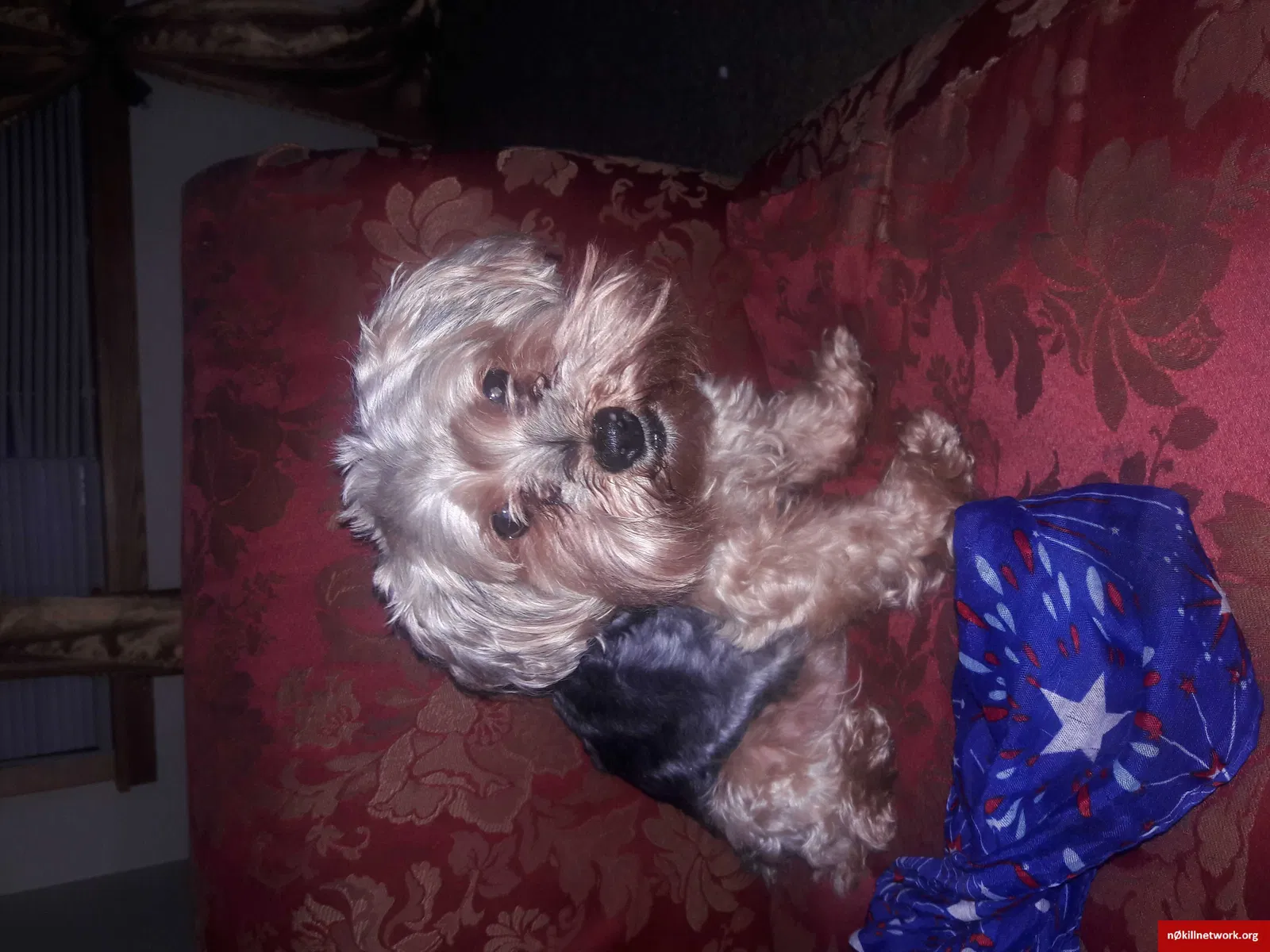 Lost dog in Minneapolis, MN, 55434