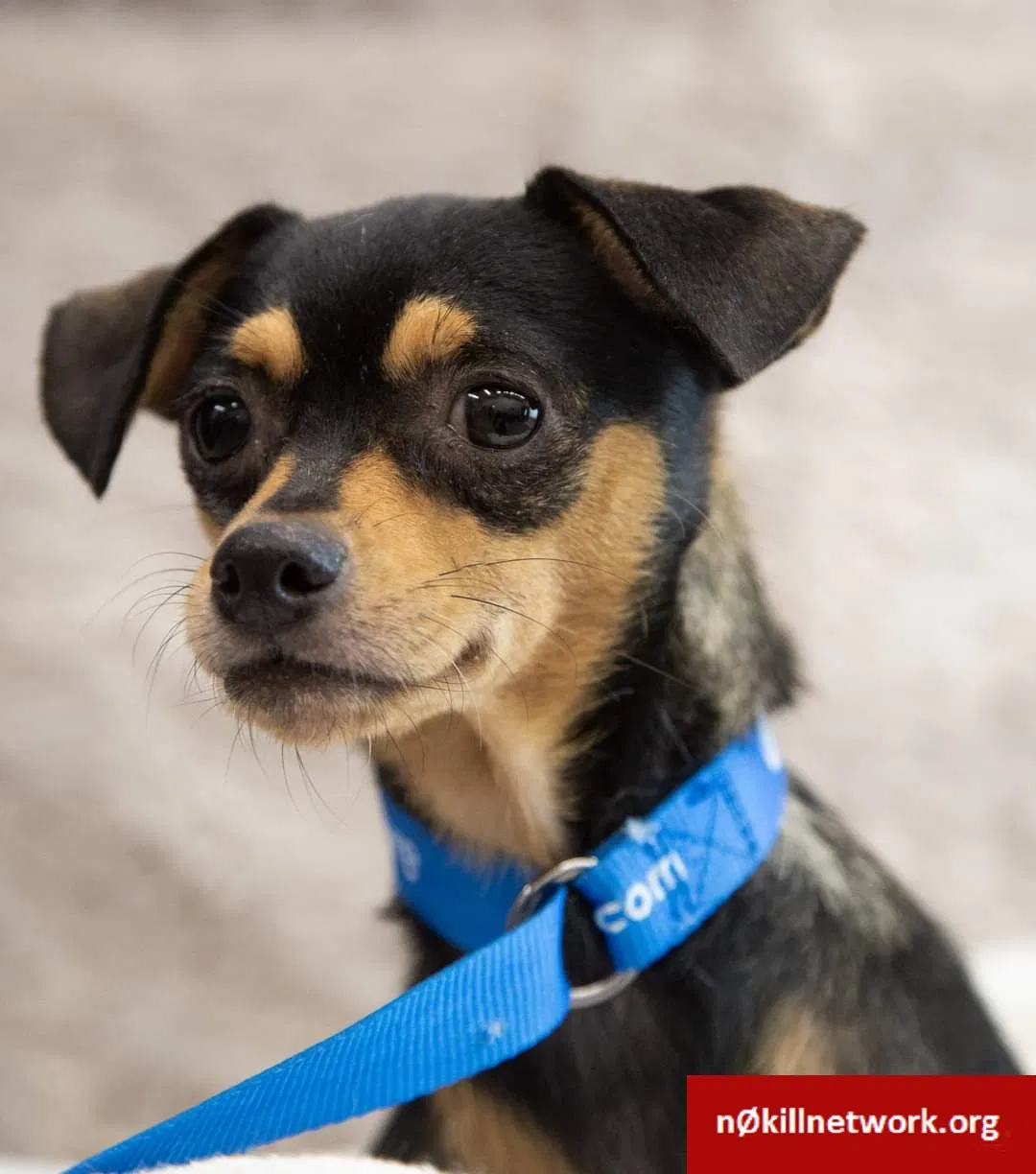 Lost dog in Minneapolis, MN, 55420