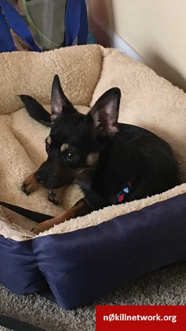 Lost dog in Columbus, OH, 43223