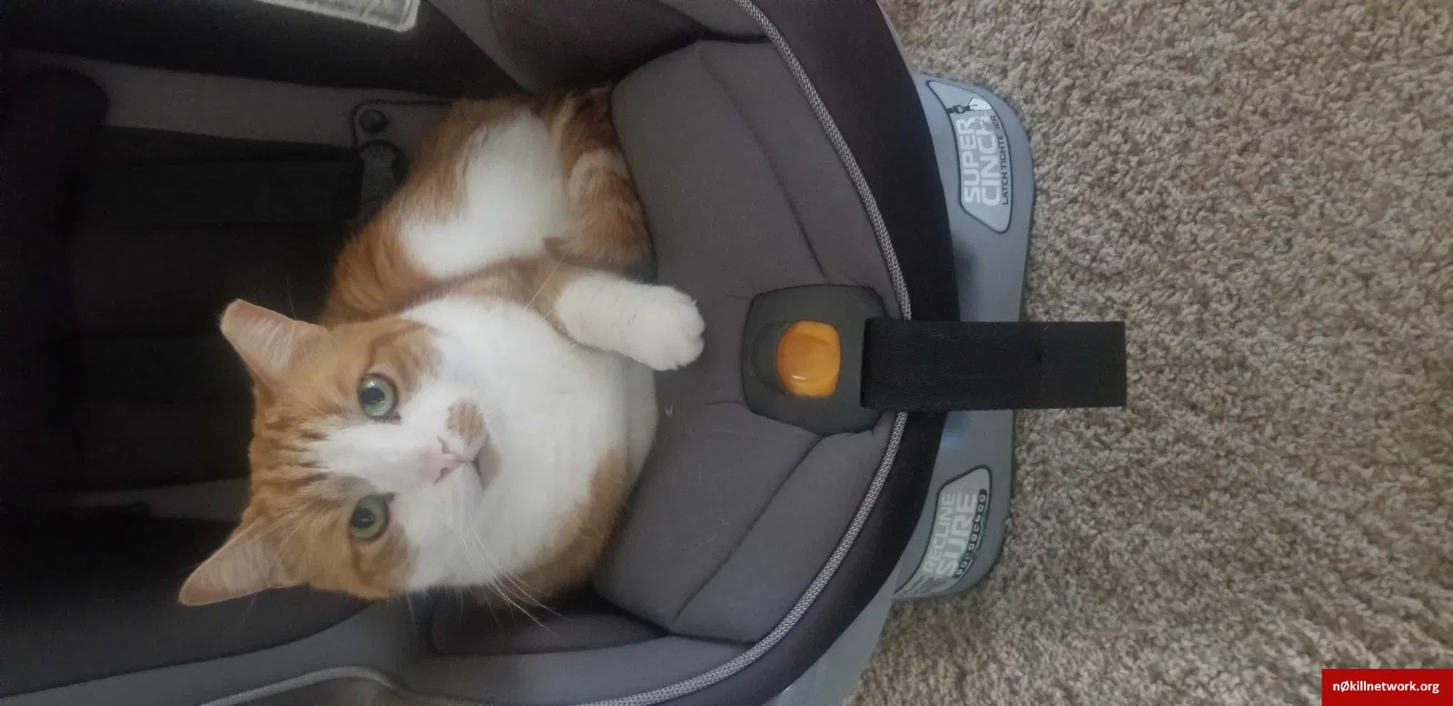 Lost cat in Dublin, OH, 43016