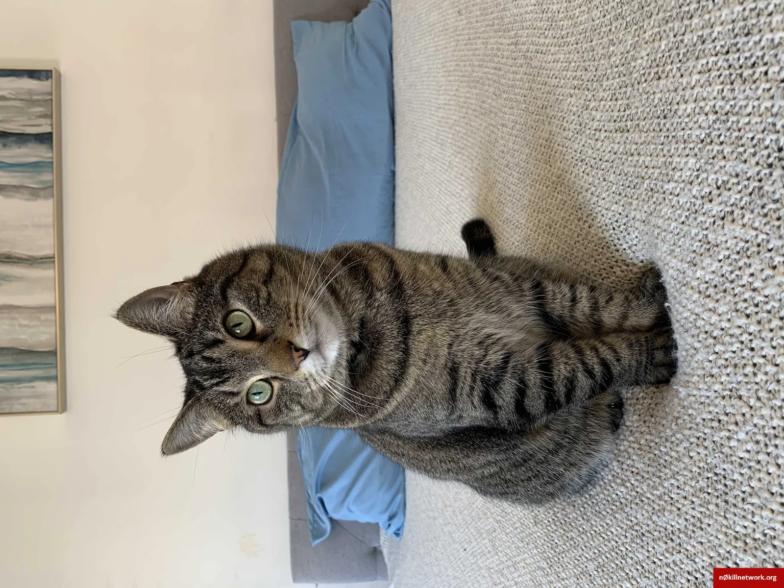 Lost cat in Johnsonville, NY, 12094