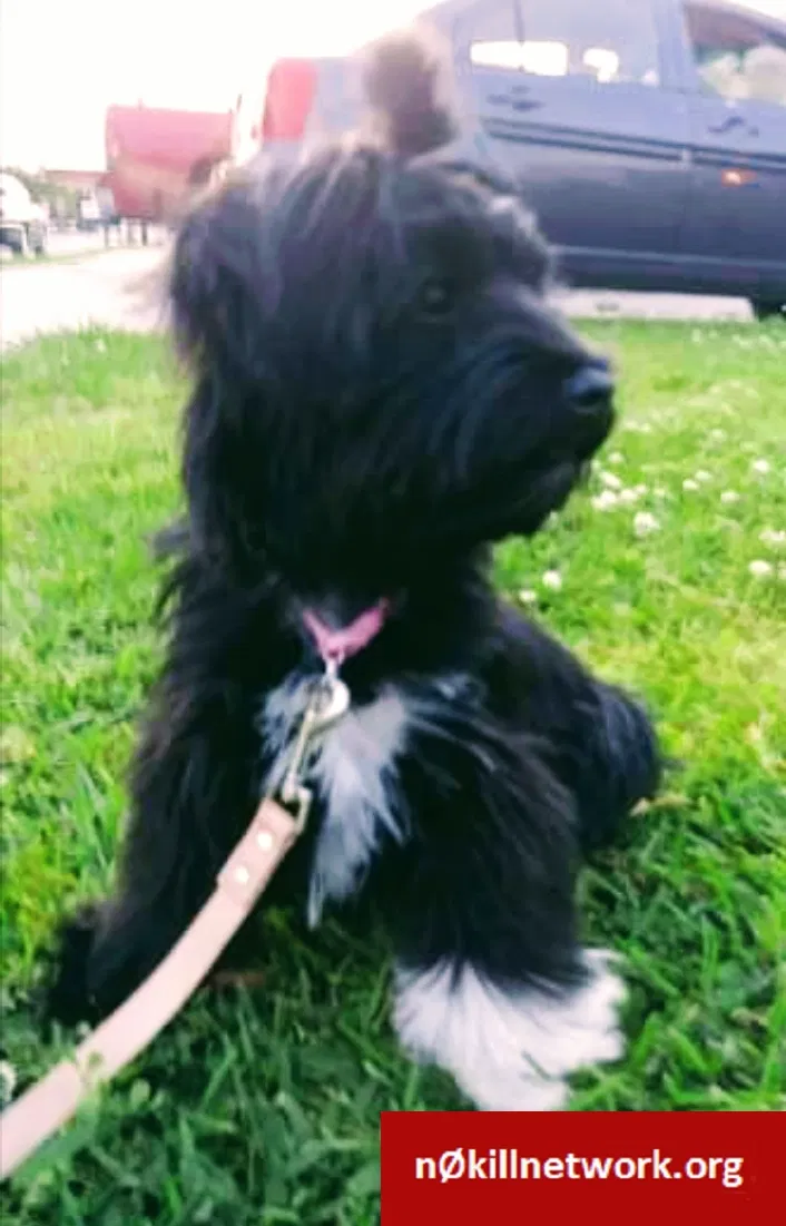 Lost dog in Chalmette, LA, 70043