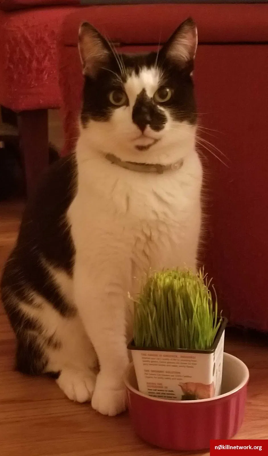 Lost cat in Piscataway, NJ, 8854