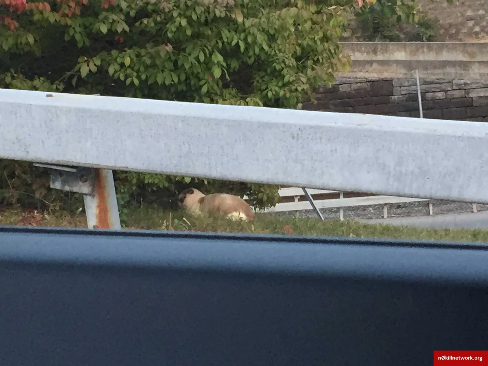 Found cat in Dobbs Ferry, NY, 10522
