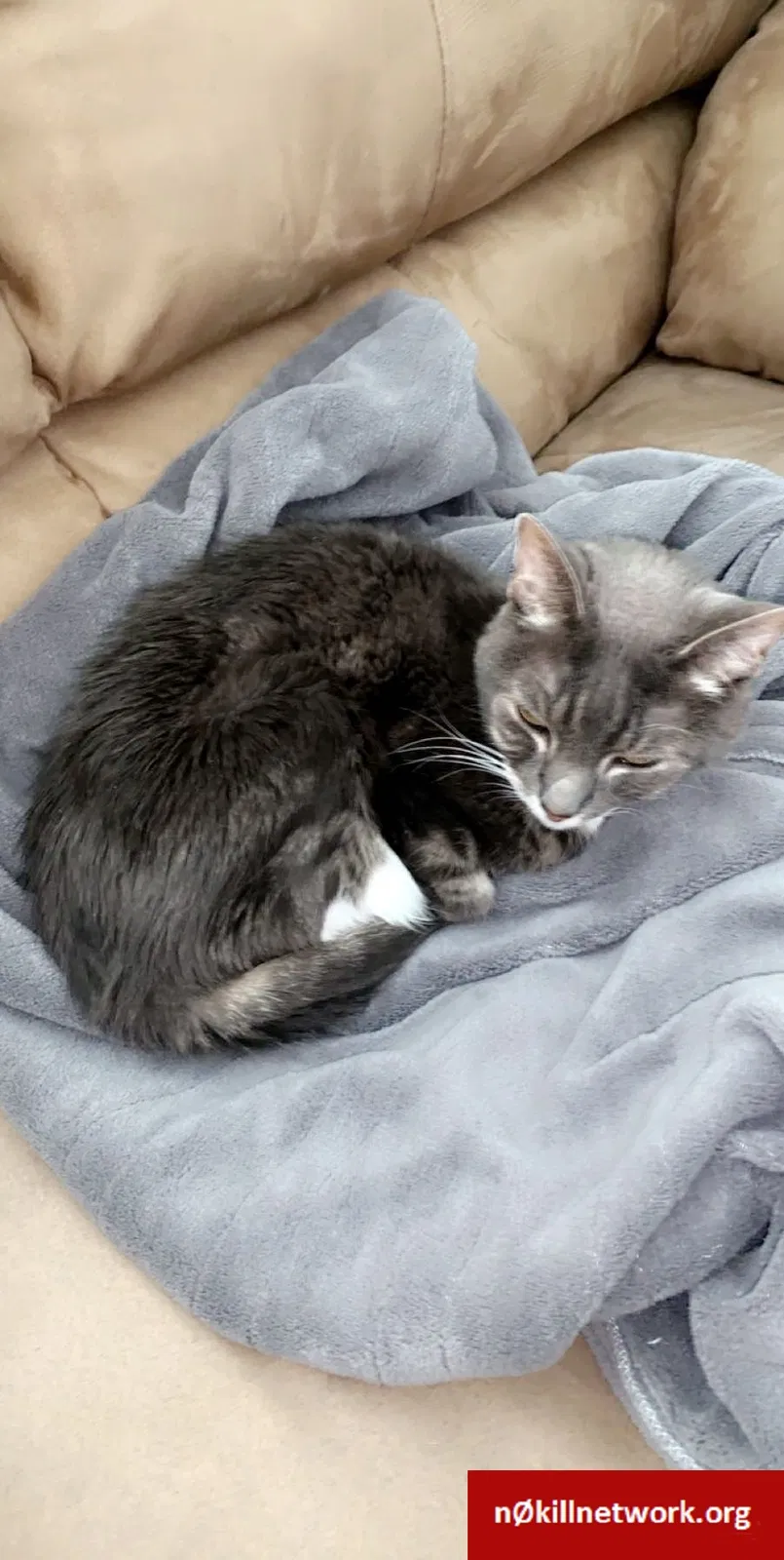 Lost cat in Lincoln, CA, 95648