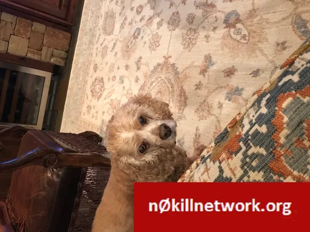Lost dog in Austin, TX, 78734