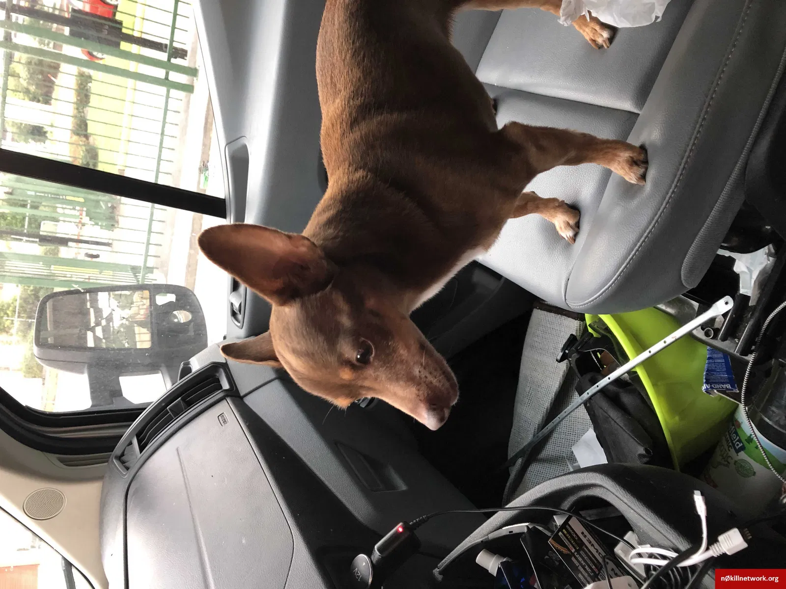 Lost dog in Cedar Park, TX, 78613