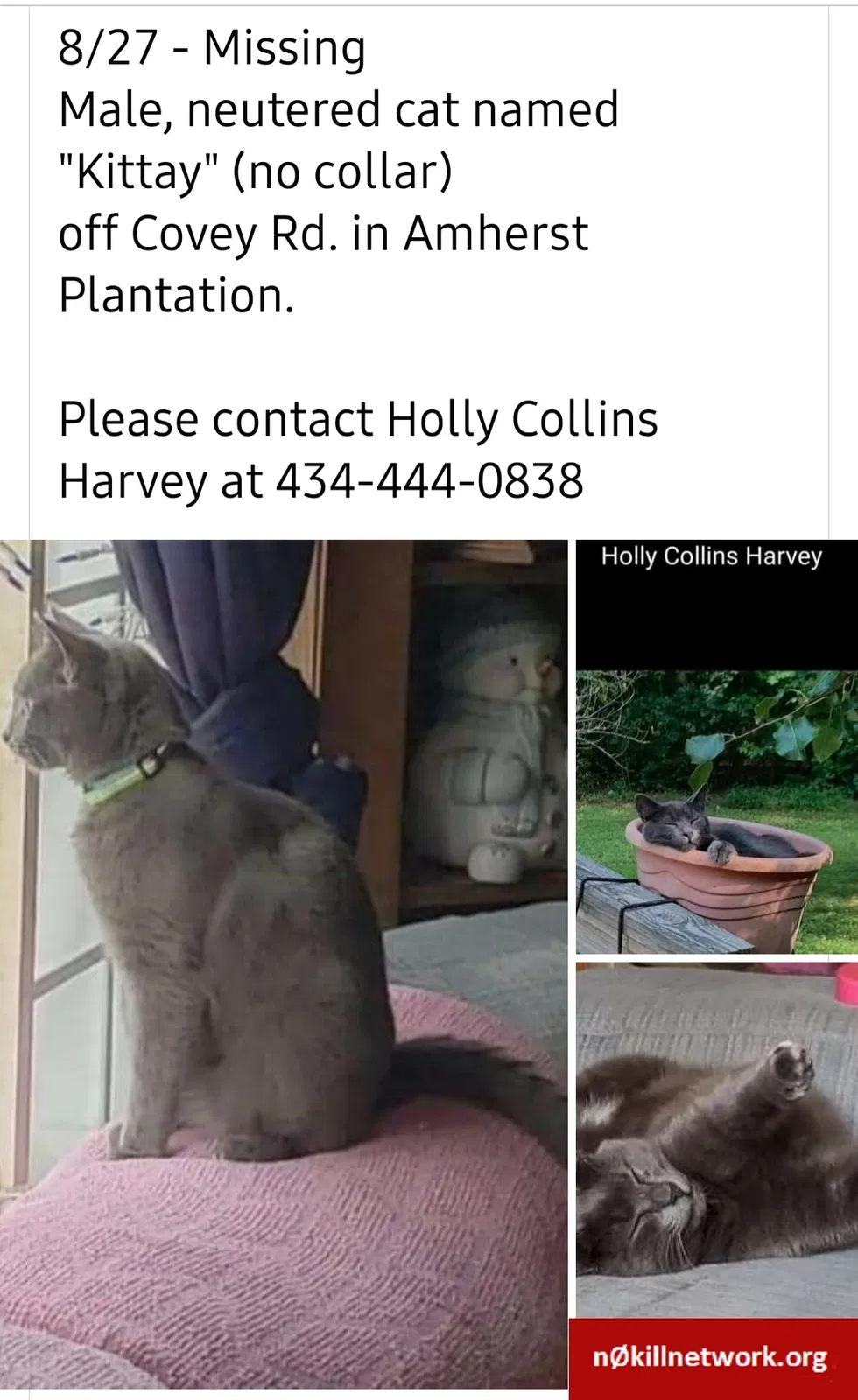 Lost cat in Amherst, VA, 24521