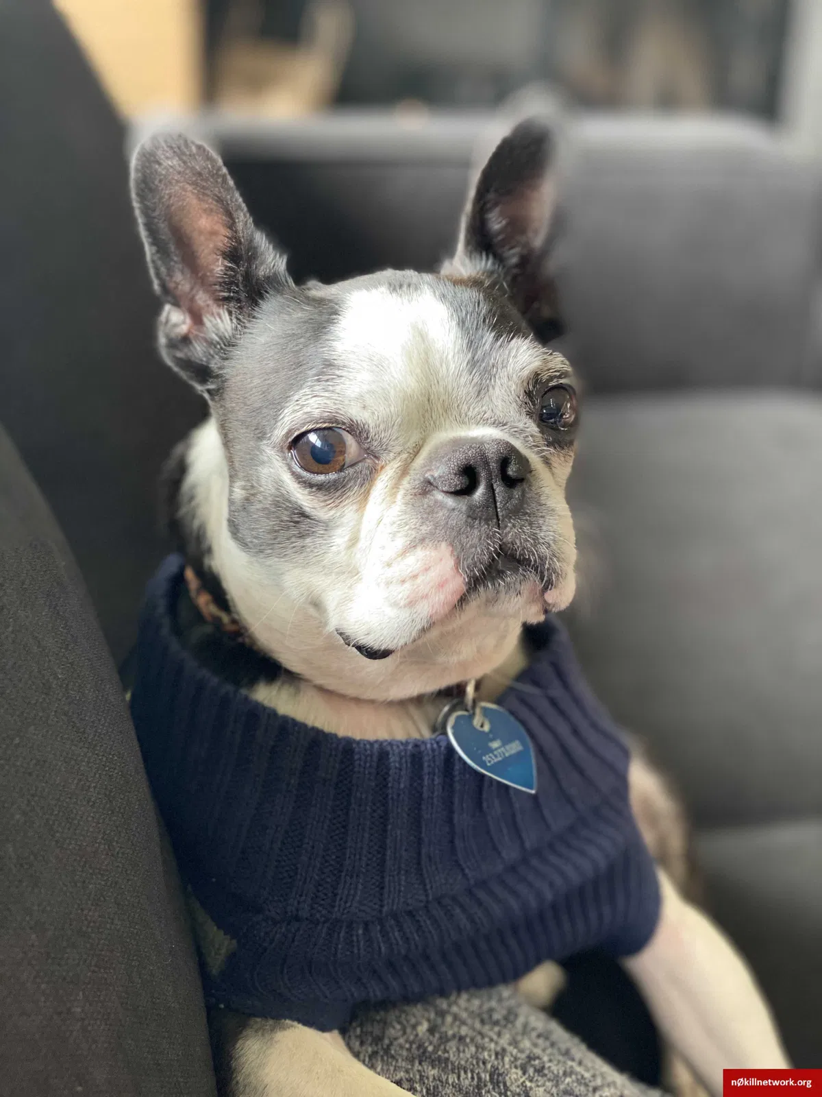 Lost dog in Tacoma, WA, 98406