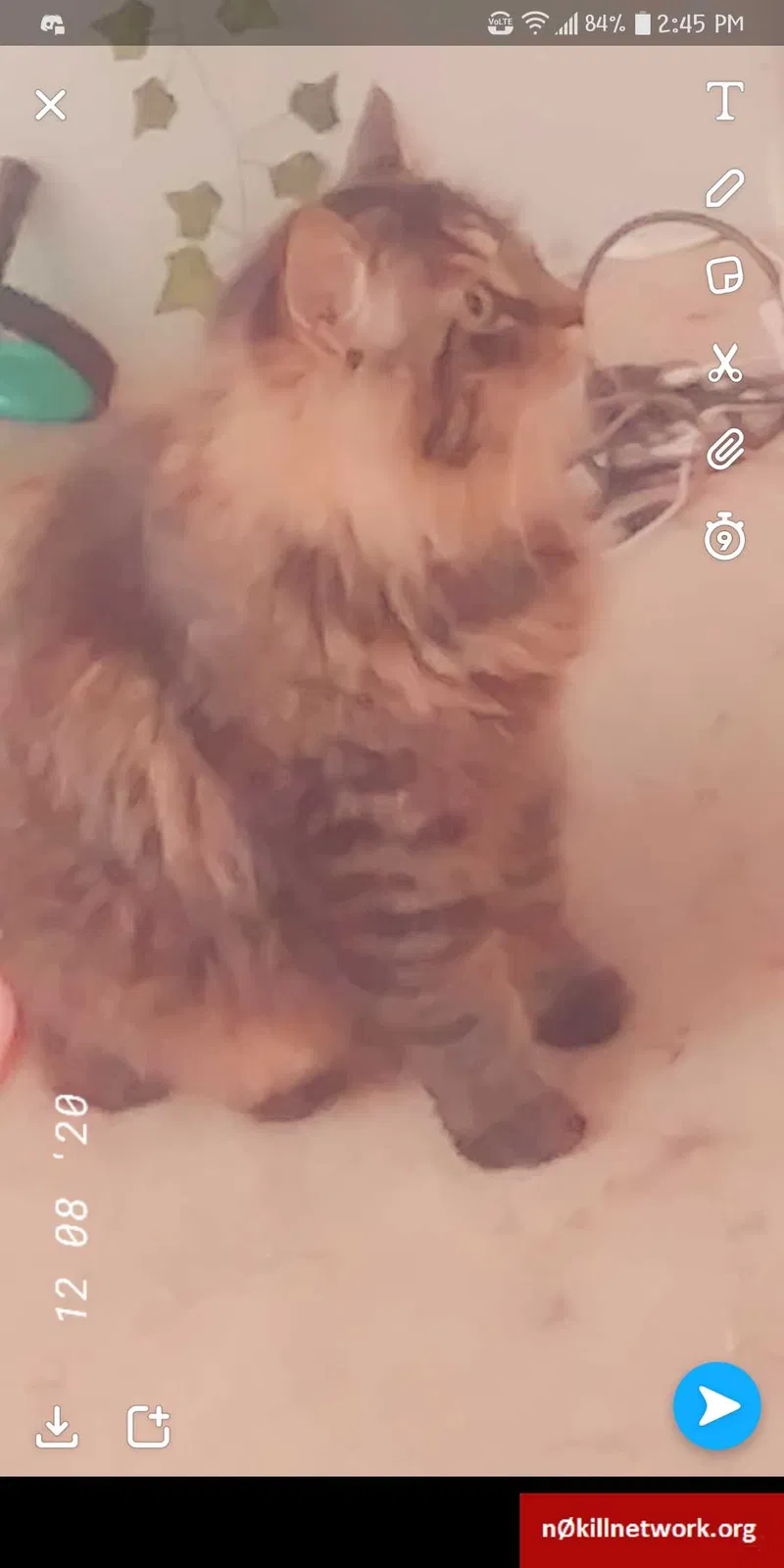 Lost cat in Marysville, OH, 43040