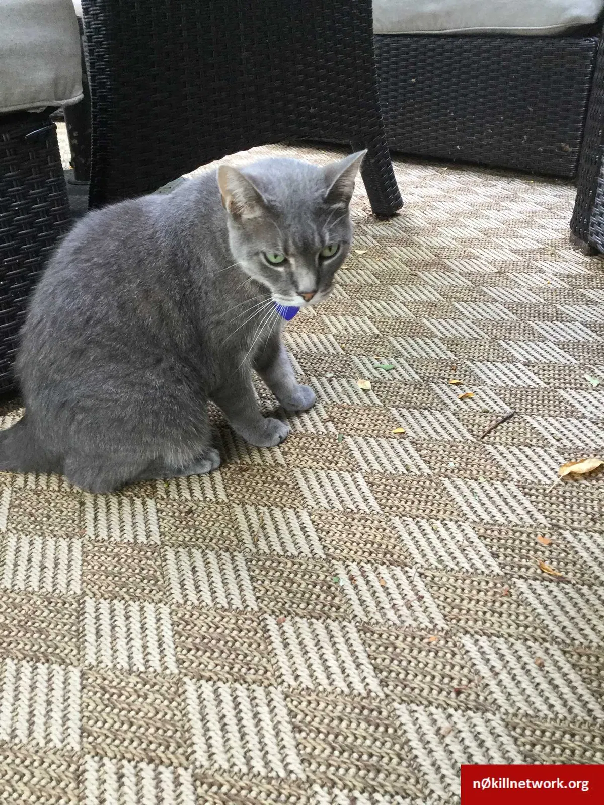 Lost cat in Altoona, IA, 50009