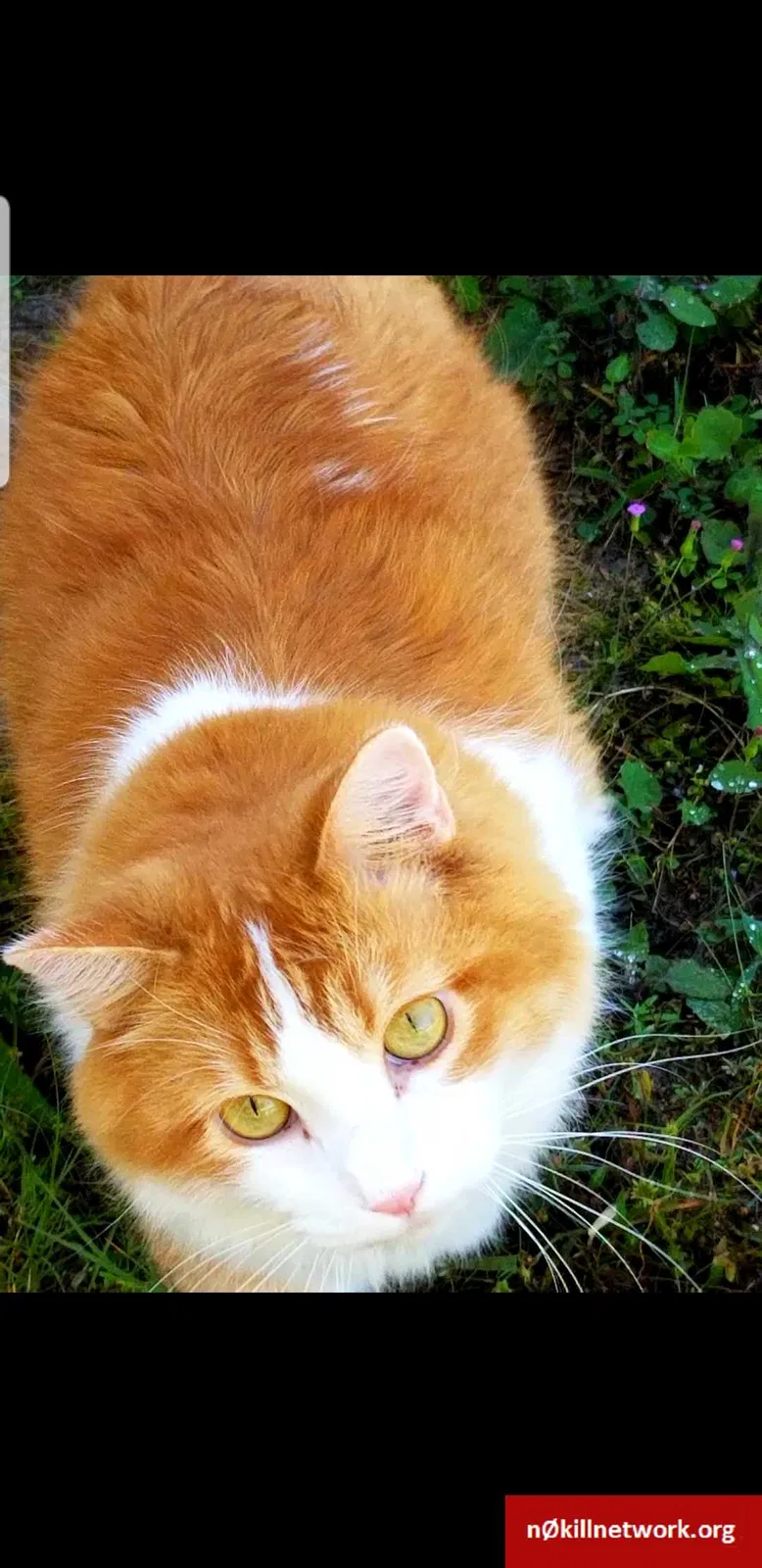 Lost cat in Port Charlotte, FL, 33954