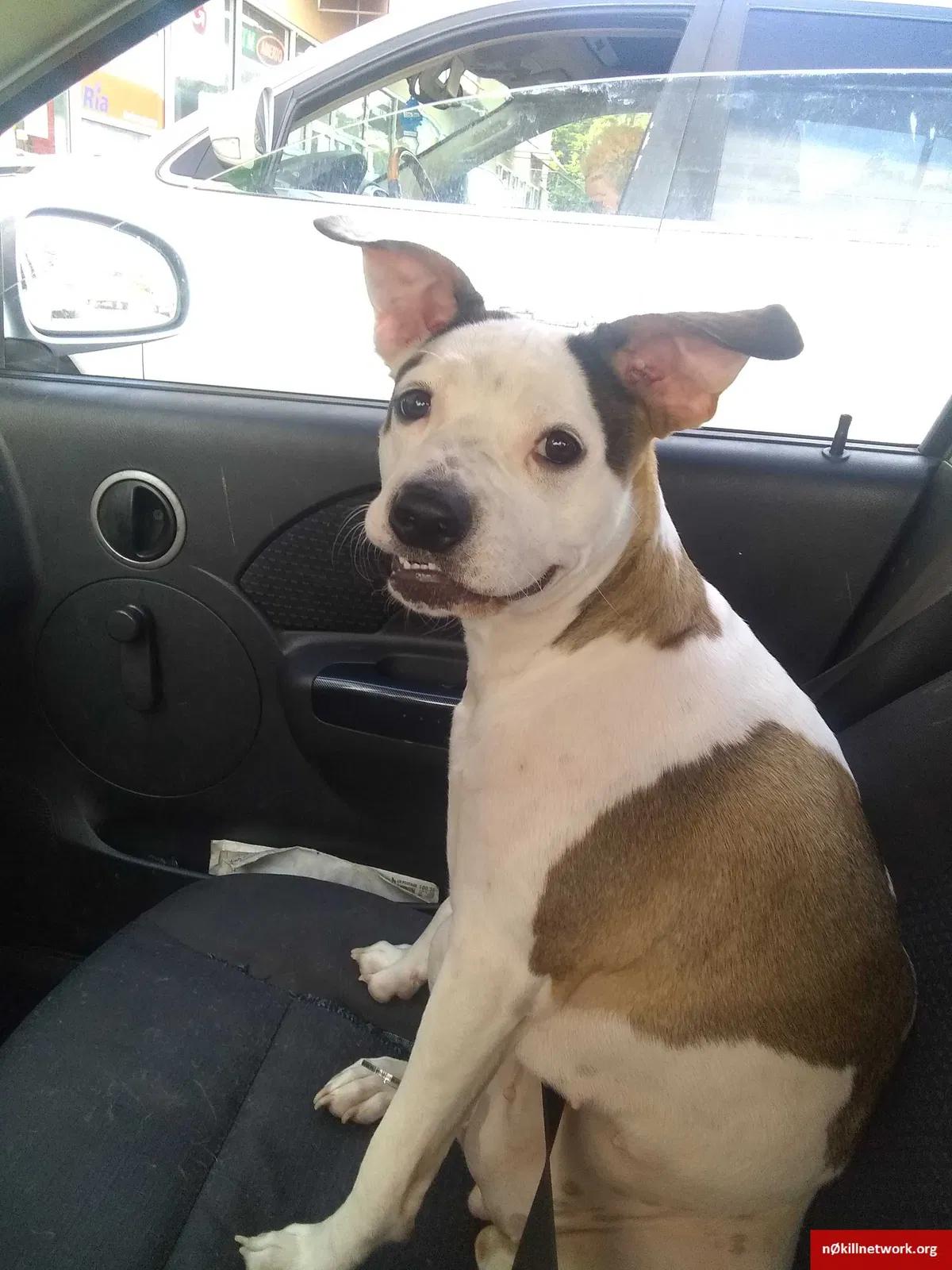 Lost dog in Birmingham, AL, 35209