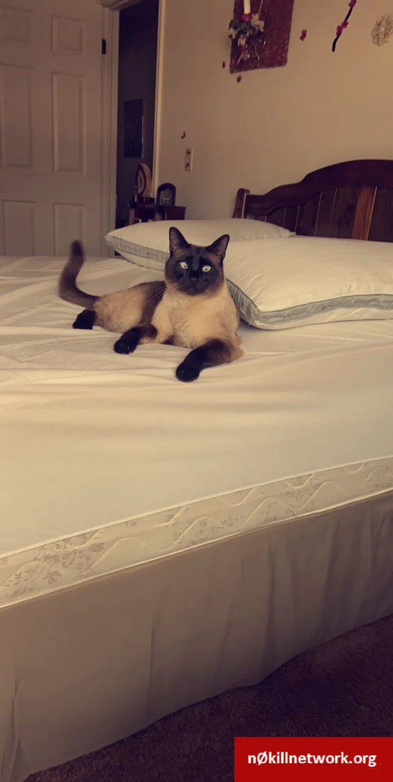 Lost cat in Roy, UT, 84067