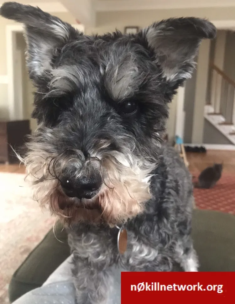 Lost dog in Yorktown, VA, 23692