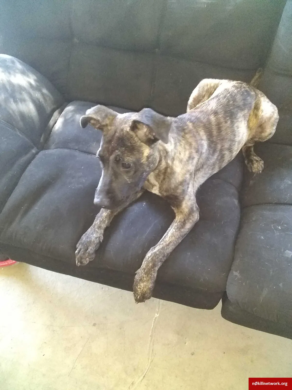 Found dog in Birmingham, AL, 35209