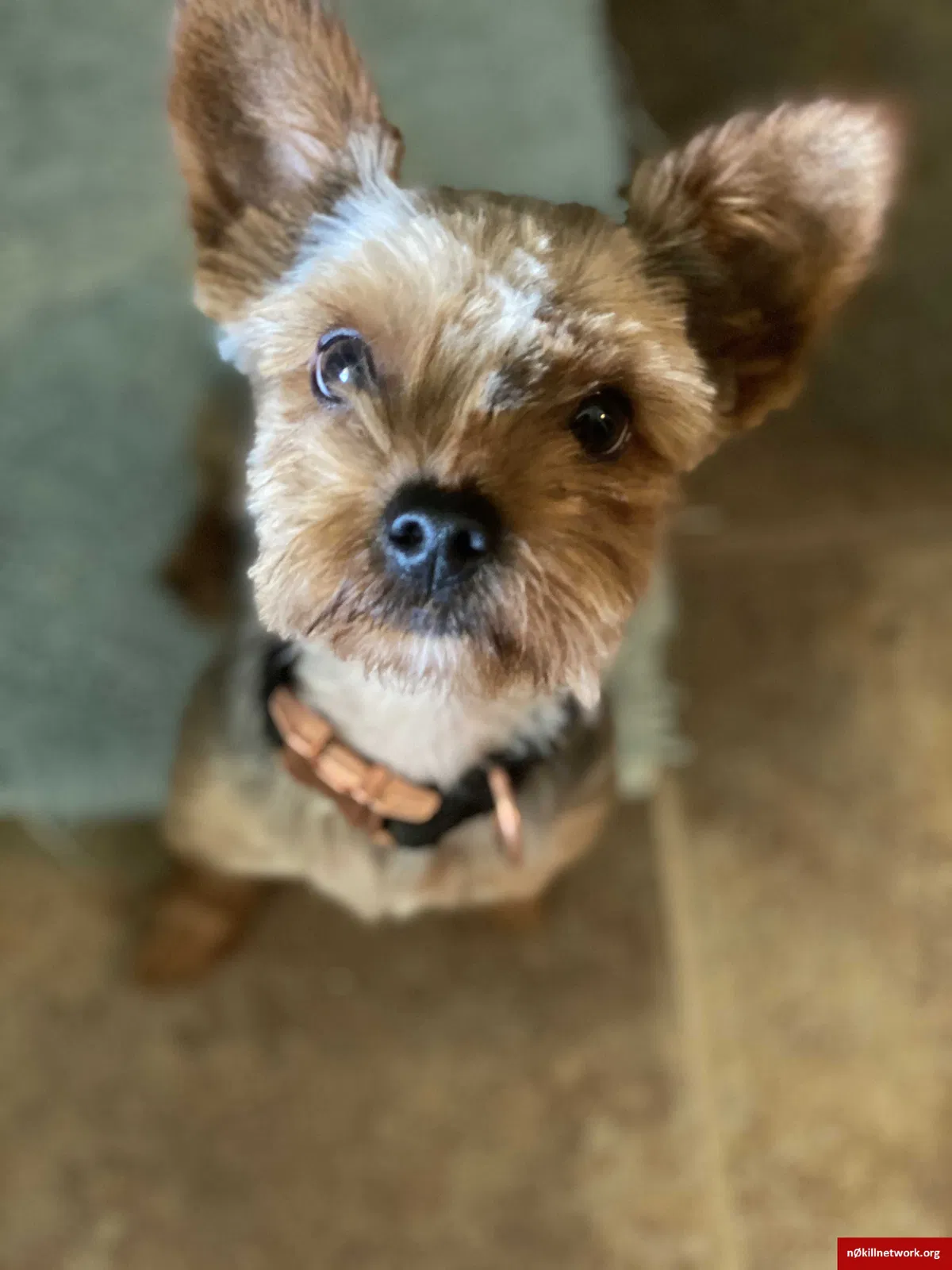 Lost dog in Amarillo, TX, 79118