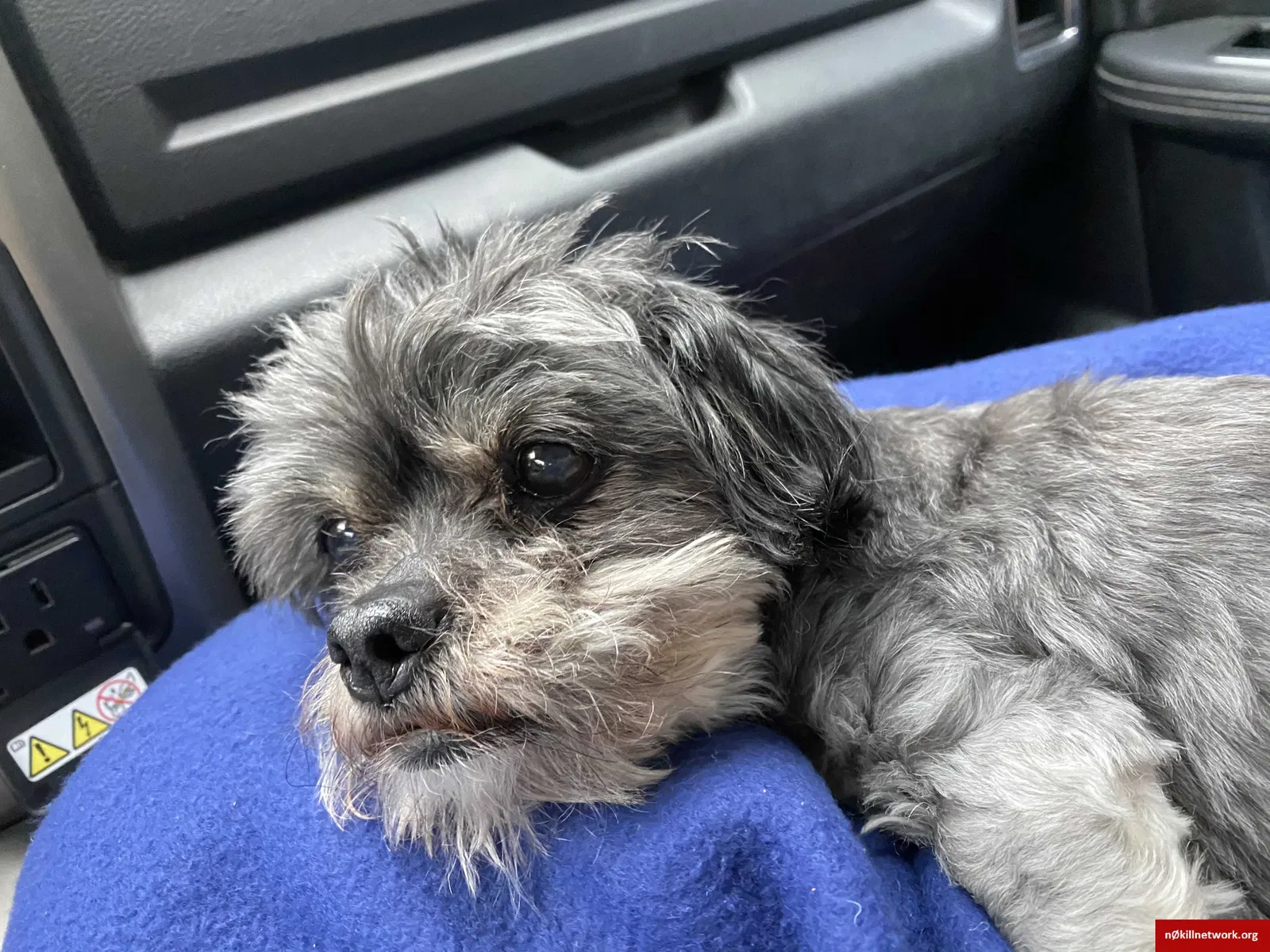 Lost dog in Asheville, NC, 28806