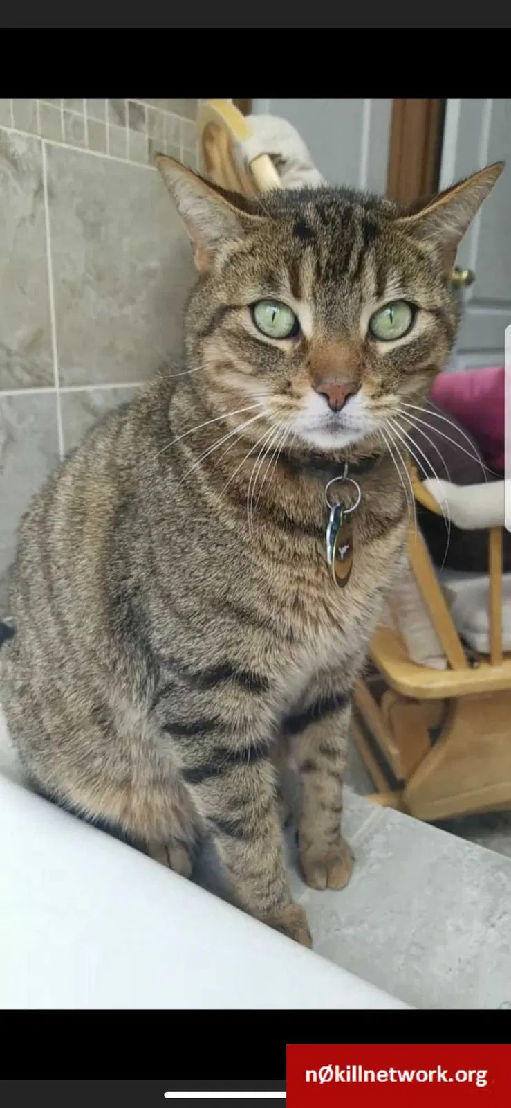 Lost cat in Solon, OH, 44139