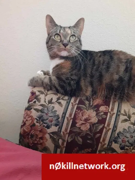 Lost cat in Kalamazoo, MI, 49048