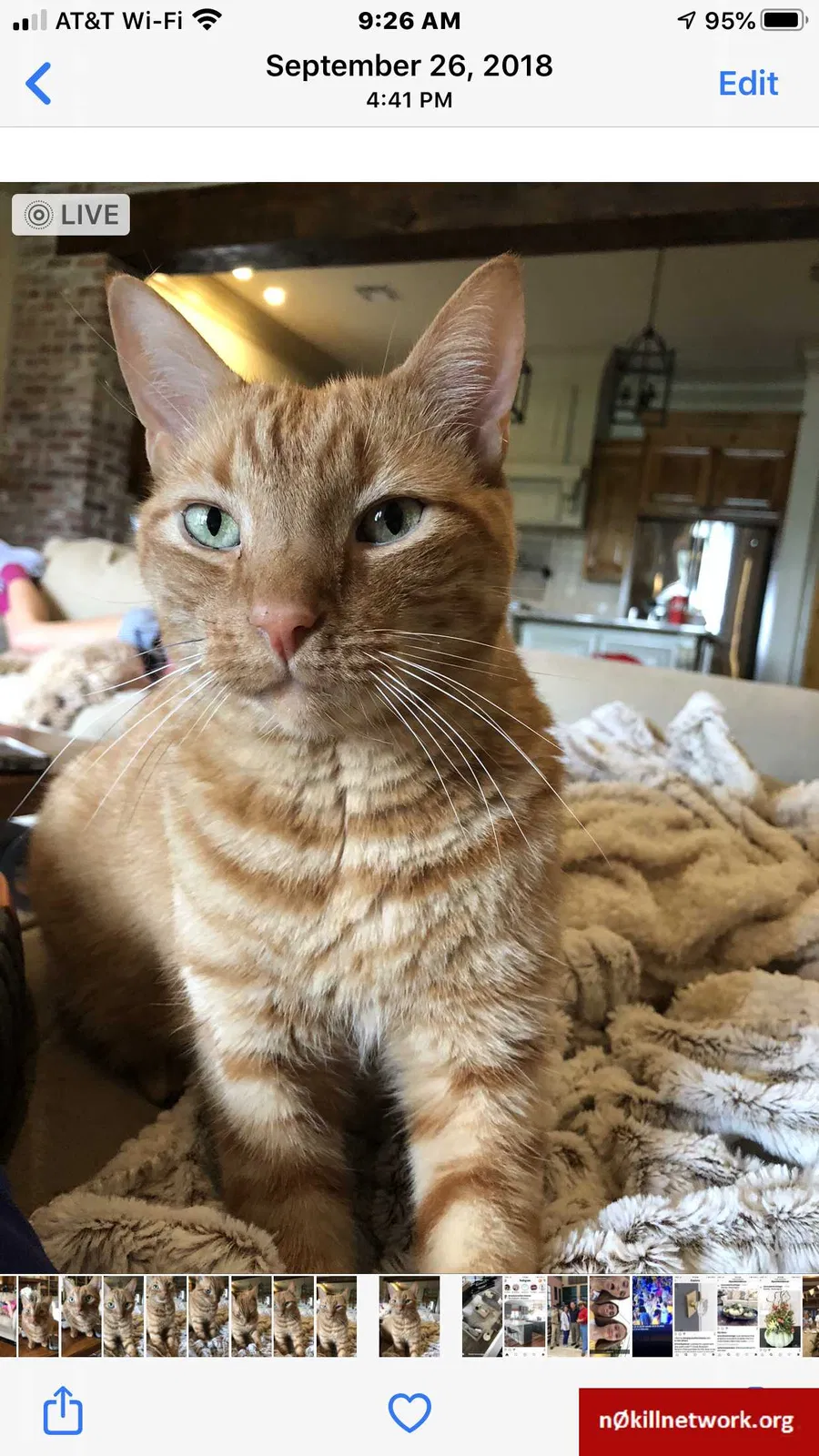 Lost cat in Baton Rouge, LA, 70817