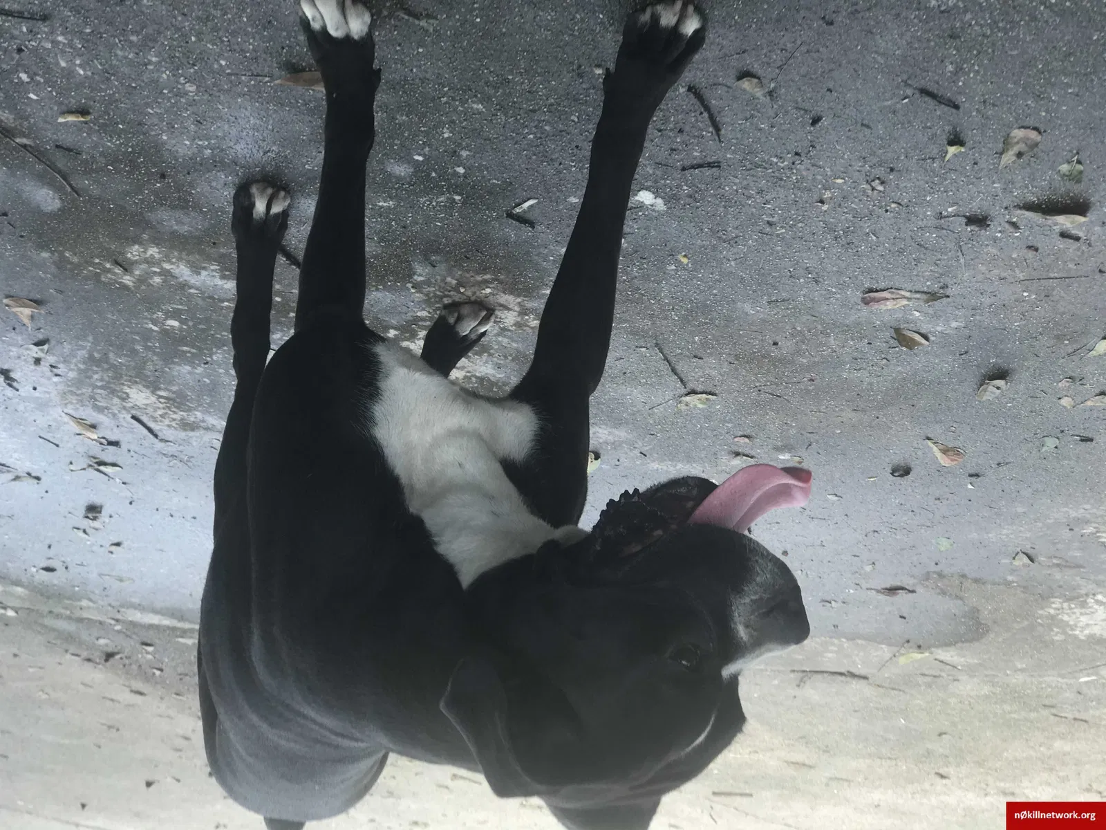 Lost dog in Baton Rouge, LA, 70814
