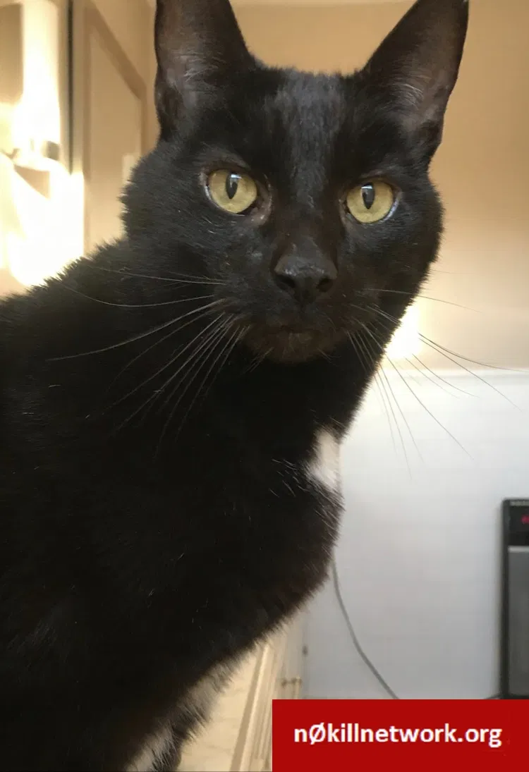Lost cat in Fort Collins, CO, 80521