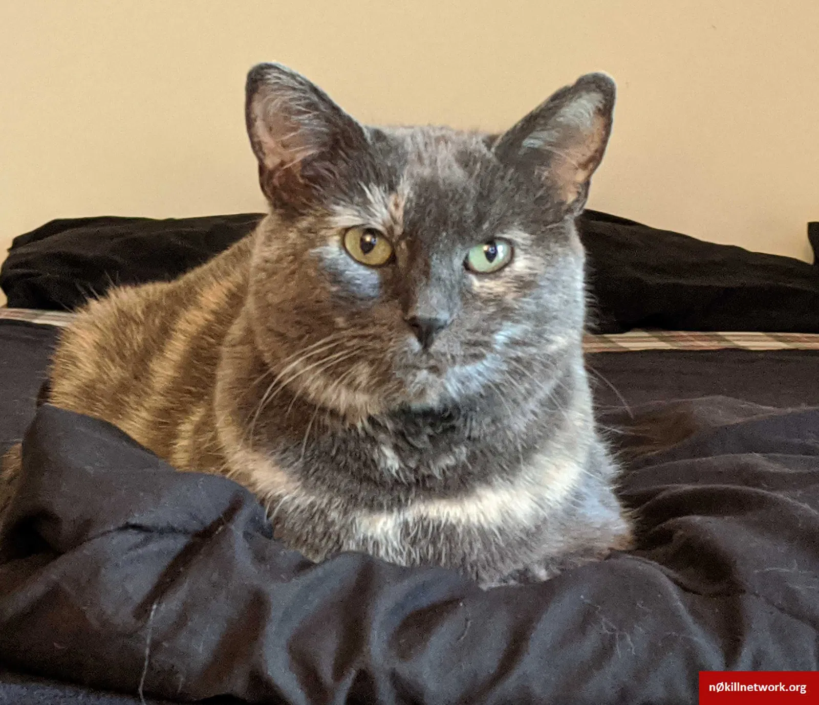 Lost cat in Madison, WI, 53704
