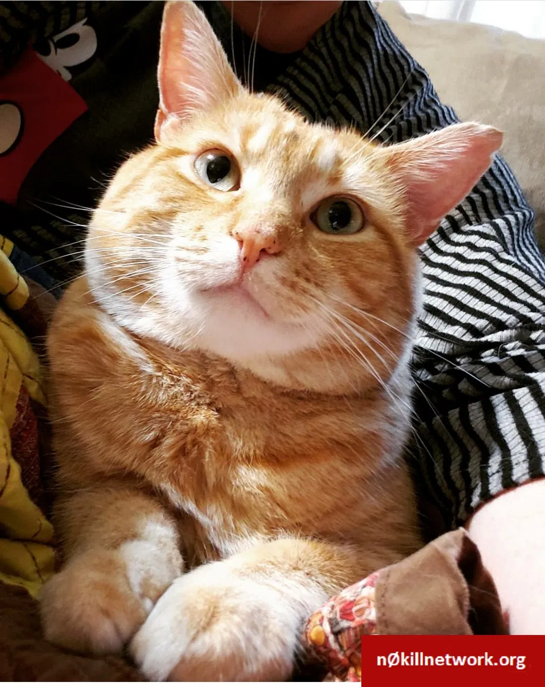 Lost cat in Midlothian, VA, 23112