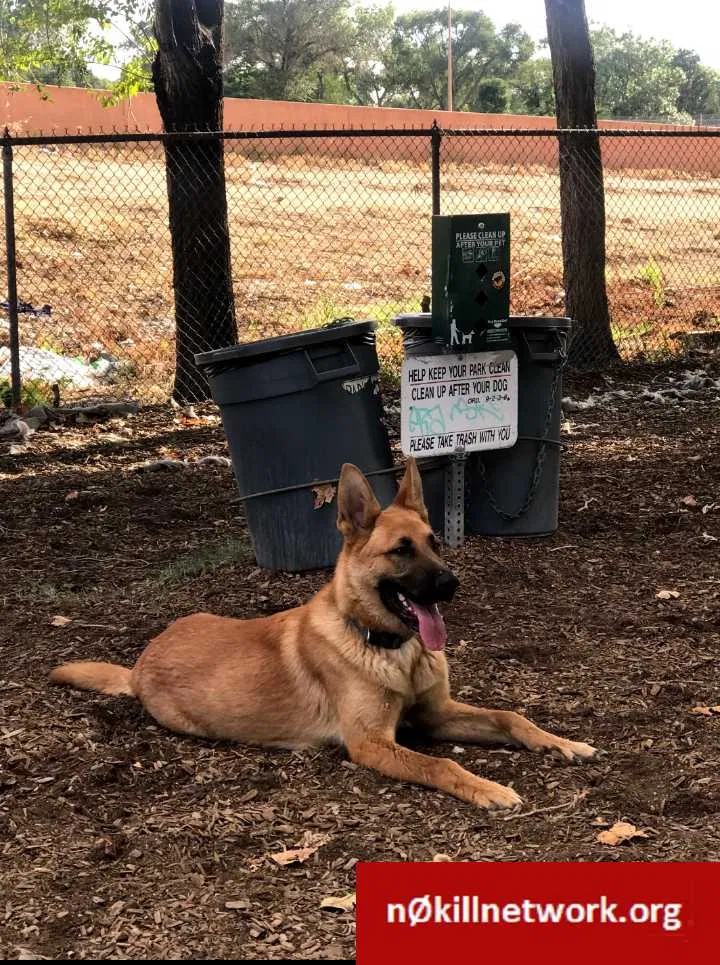 Lost dog in Albuquerque, NM, 87105