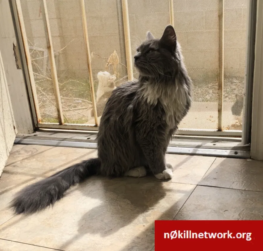 Lost cat in Albuquerque, NM, 87108